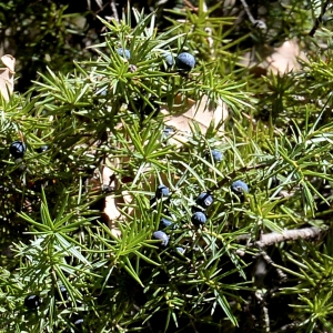 Photographie n°2265627 du taxon Juniperus communis L. [1753]