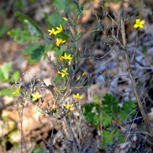 Photographie n°2265631 du taxon Lactuca viminea (L.) J.Presl & C.Presl [1819]