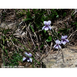 Viola thomasiana subsp. helvetica W.Becker (Violette de Thomas)