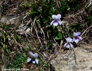 Dominique Duveau, le  5 juillet 2013 (38114 Oz, France)