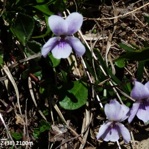 Photographie n°2265687 du taxon Viola thomasiana E.P.Perrier & Songeon [1860]