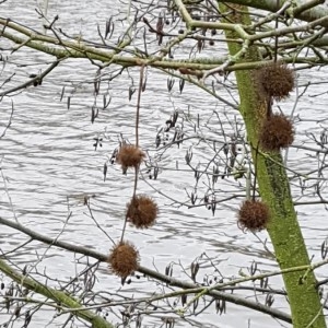 Photographie n°2265754 du taxon Platanus x hispanica Mill. ex Münchh. [1770]