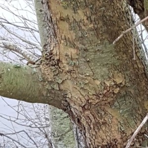 Photographie n°2265755 du taxon Platanus x hispanica Mill. ex Münchh. [1770]