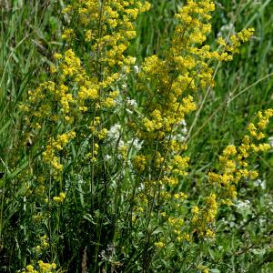 Photographie n°2265797 du taxon Galium verum L. [1753]