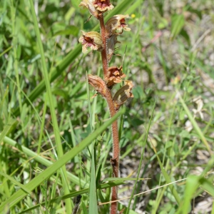 Photographie n°2265800 du taxon Orobanche gracilis Sm. [1798]