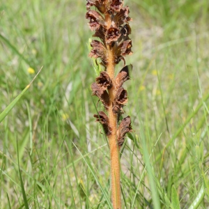 Photographie n°2265802 du taxon Orobanche gracilis Sm. [1798]