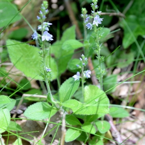 Photographie n°2265804 du taxon Veronica officinalis L. [1753]