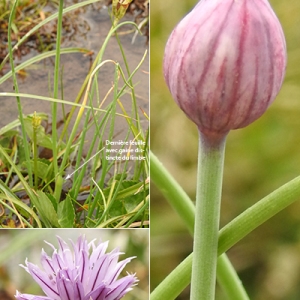 Photographie n°2265833 du taxon Allium schoenoprasum subsp. schoenoprasum 