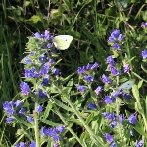 Photographie n°2265854 du taxon Echium vulgare L. [1753]