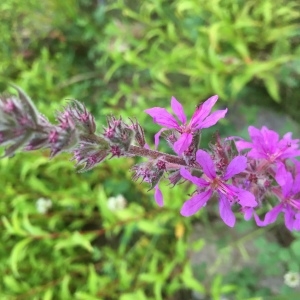 Photographie n°2265868 du taxon Lythrum salicaria L.