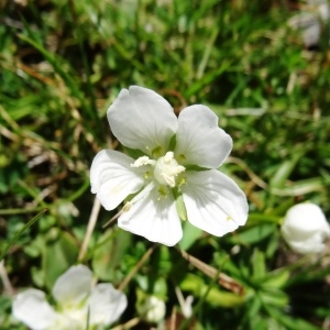 Photographie n°2265873 du taxon Parnassia palustris L. [1753]