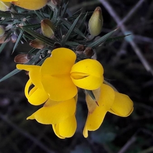 Photographie n°2265919 du taxon Ulex europaeus L. [1753]