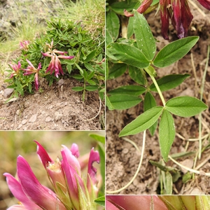 Photographie n°2265930 du taxon Trifolium alpinum L. [1753]