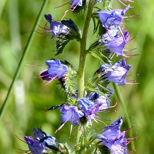 Photographie n°2265949 du taxon Echium vulgare L. [1753]