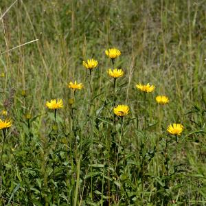 Photographie n°2265955 du taxon Buphthalmum salicifolium L. [1753]