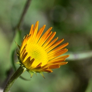 Photographie n°2265956 du taxon Buphthalmum salicifolium L. [1753]