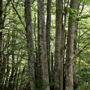 Photographie n°2265960 du taxon Fagus sylvatica L. [1753]