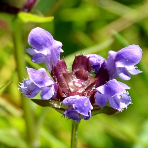 Photographie n°2265964 du taxon Prunella grandiflora (L.) Schöller [1775]