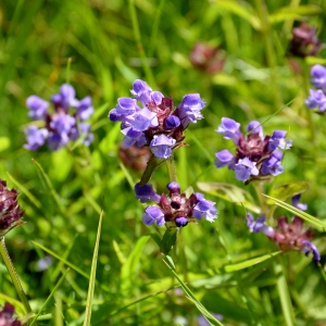 Photographie n°2265965 du taxon Prunella grandiflora (L.) Schöller [1775]
