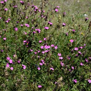 Photographie n°2265968 du taxon Dianthus carthusianorum L. [1753]