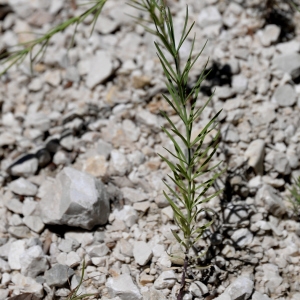 Photographie n°2265975 du taxon Linaria repens (L.) Mill. [1768]