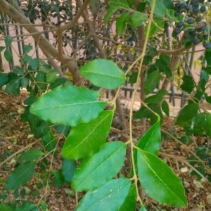 Photographie n°2266075 du taxon Ligustrum lucidum W.T.Aiton [1810]