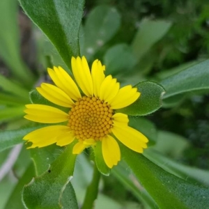 Photographie n°2266238 du taxon Pallenis maritima (L.) Greuter [1997]