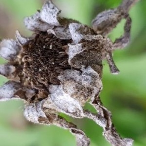 Photographie n°2266239 du taxon Pallenis maritima (L.) Greuter [1997]