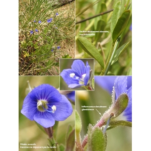 Veronica fruticans subsp. cantabrica Laínz