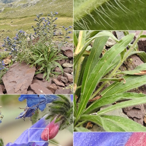 Photographie n°2266259 du taxon Echium vulgare var. vulgare 