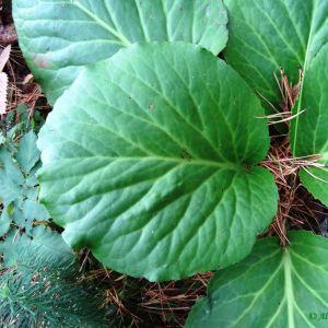 Photographie n°2266267 du taxon Bergenia crassifolia (L.) Fritsch [1889]