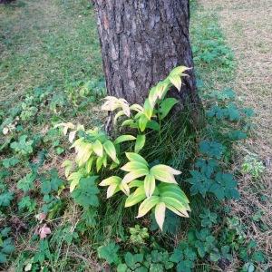 Photographie n°2266298 du taxon Polygonatum odoratum (Mill.) Druce [1906]