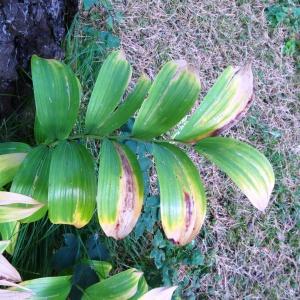 Photographie n°2266299 du taxon Polygonatum odoratum (Mill.) Druce [1906]