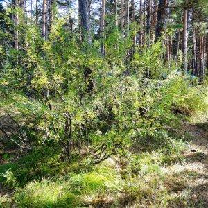 Photographie n°2266394 du taxon Caragana arborescens Lam. [1785]