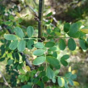 Photographie n°2266396 du taxon Caragana arborescens Lam. [1785]