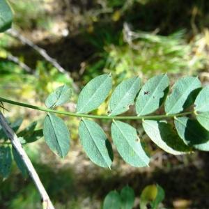 Photographie n°2266398 du taxon Caragana arborescens Lam. [1785]