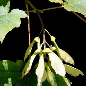 Photographie n°2266427 du taxon Acer pseudoplatanus L. [1753]