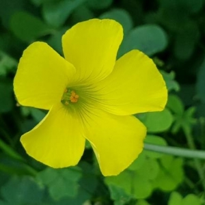 Photographie n°2266486 du taxon Oxalis pes-caprae L. [1753]