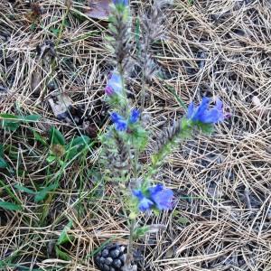 Photographie n°2266498 du taxon Echium vulgare var. vulgare 