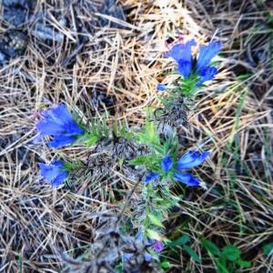 Photographie n°2266500 du taxon Echium vulgare var. vulgare 