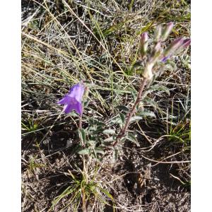 Campanula sibirica L.