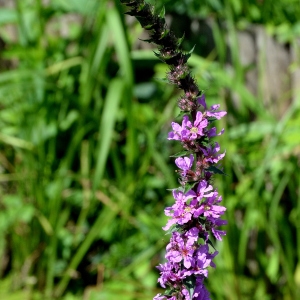 Photographie n°2266541 du taxon Lythrum salicaria L. [1753]