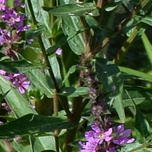 Photographie n°2266543 du taxon Lythrum salicaria L. [1753]