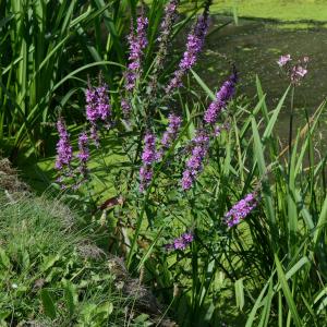 Photographie n°2266544 du taxon Lythrum salicaria L. [1753]