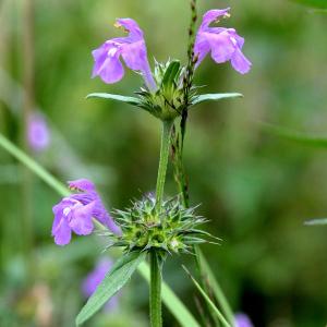 Photographie n°2266567 du taxon Galeopsis angustifolia Ehrh. ex Hoffm. [1804]