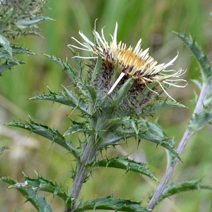 Photographie n°2266571 du taxon Carlina vulgaris L. [1753]