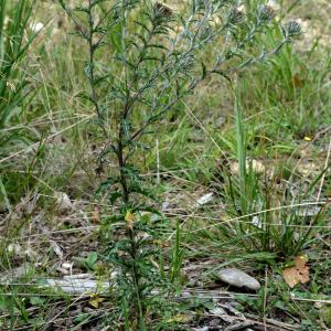 Photographie n°2266572 du taxon Carlina vulgaris L. [1753]