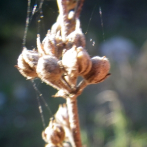 Photographie n°2266628 du taxon Verbascum sinuatum L. [1753]