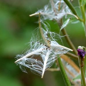 Photographie n°2266641 du taxon Epilobium hirsutum L. [1753]