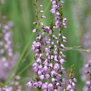 Photographie n°2266645 du taxon Calluna vulgaris (L.) Hull